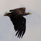 Seeadler 