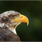 Seeadler