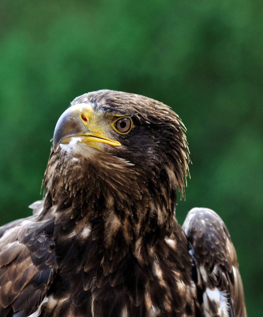 Seeadler