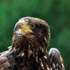 Seeadler