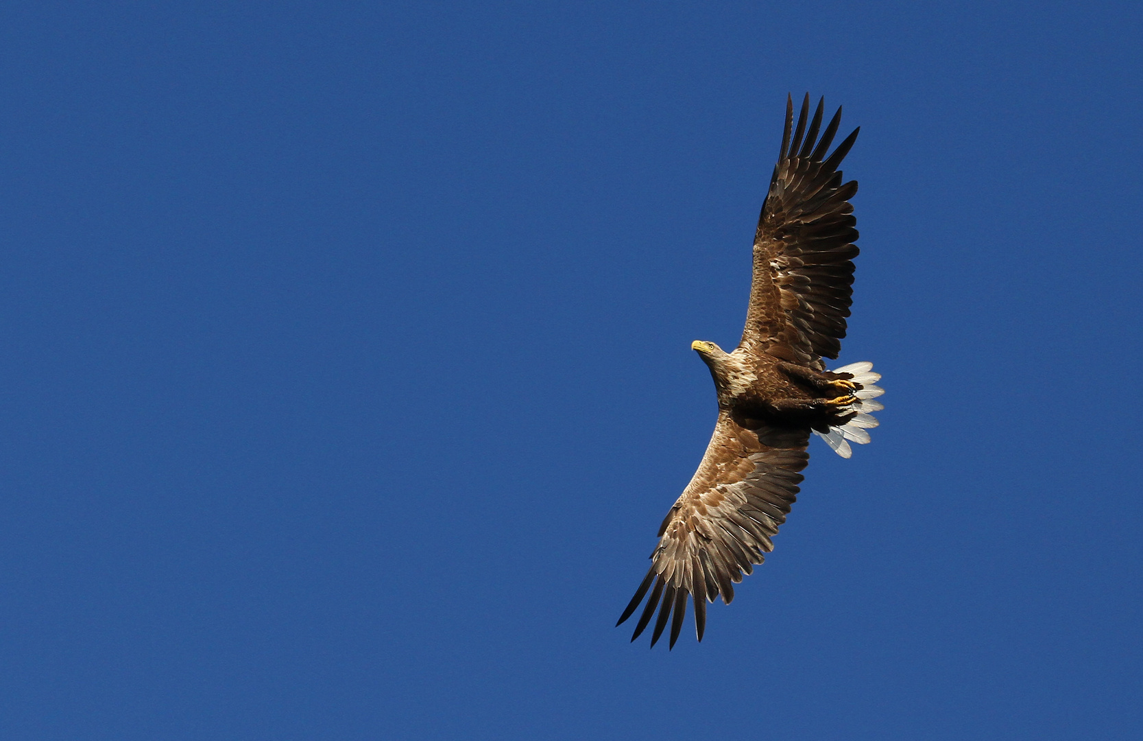 Seeadler