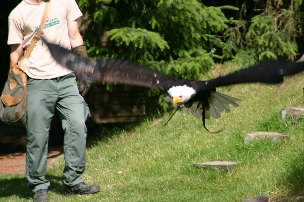 Seeadler