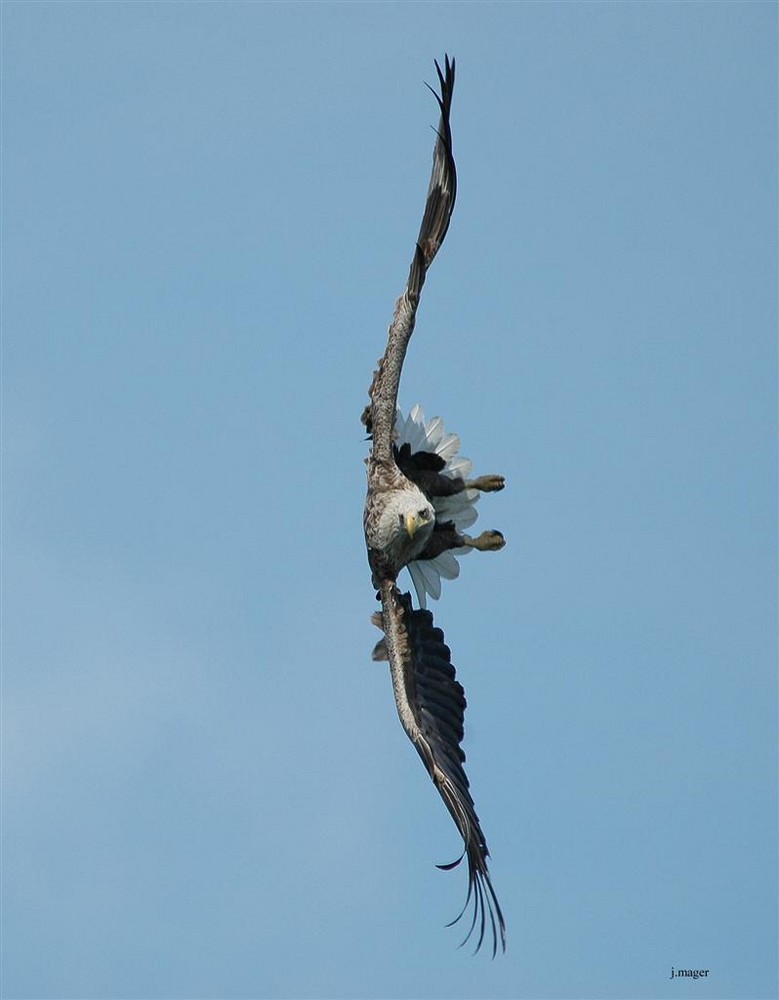 Seeadler