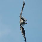 Seeadler