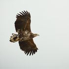 Seeadler 