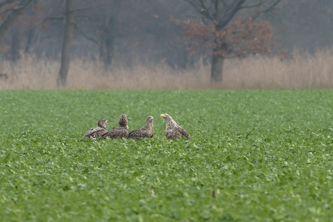 Seeadler 