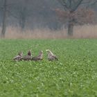 Seeadler 