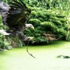 Seeadler