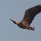 Seeadler