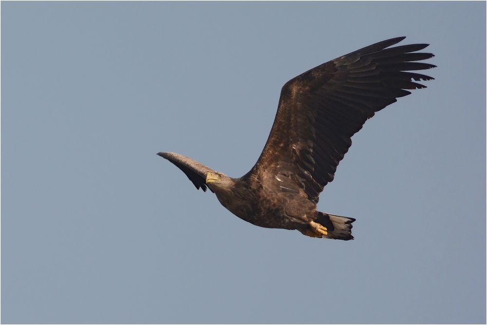 Seeadler