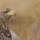 Seeadler