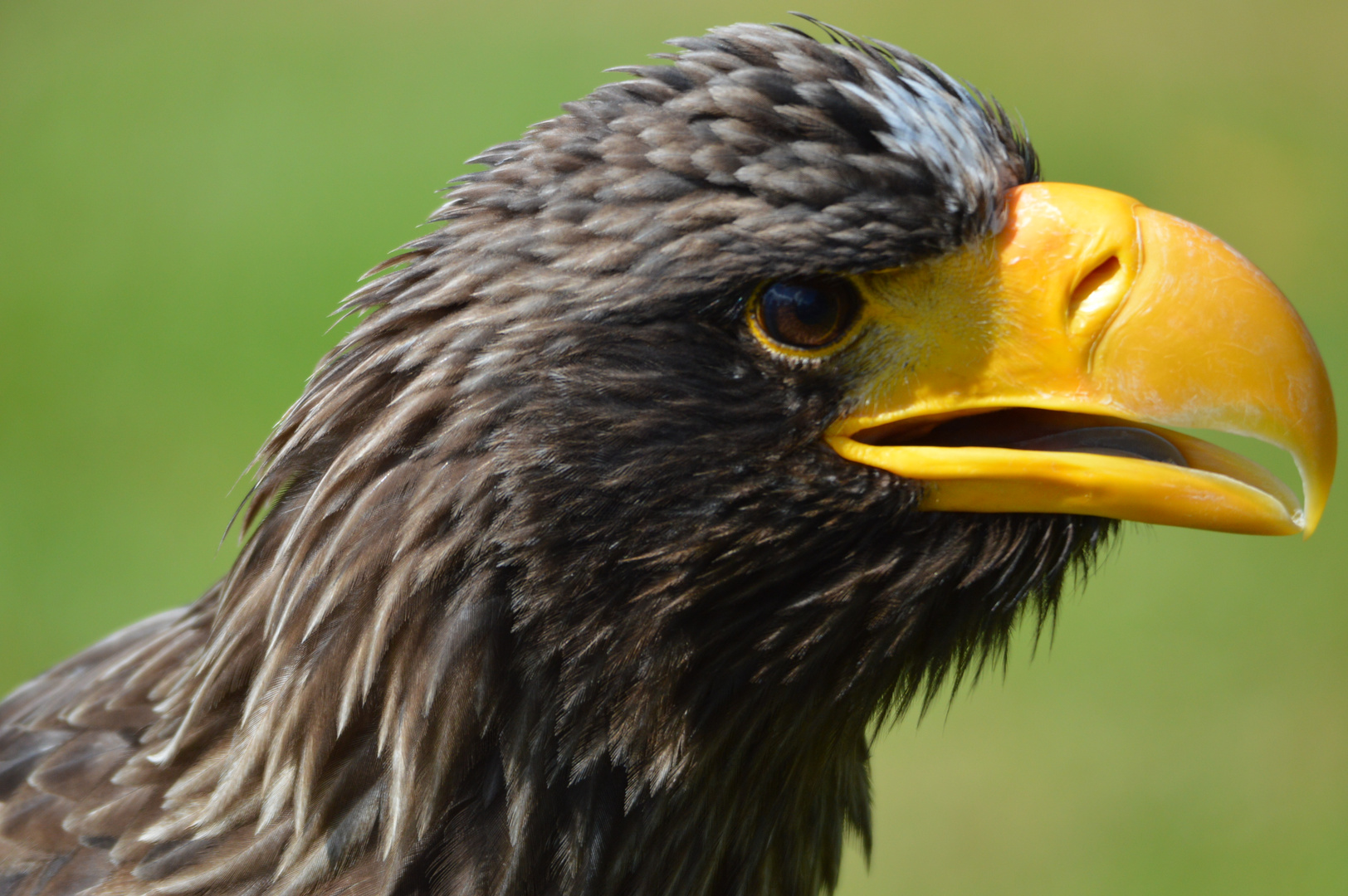 Seeadler