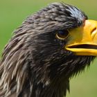 Seeadler