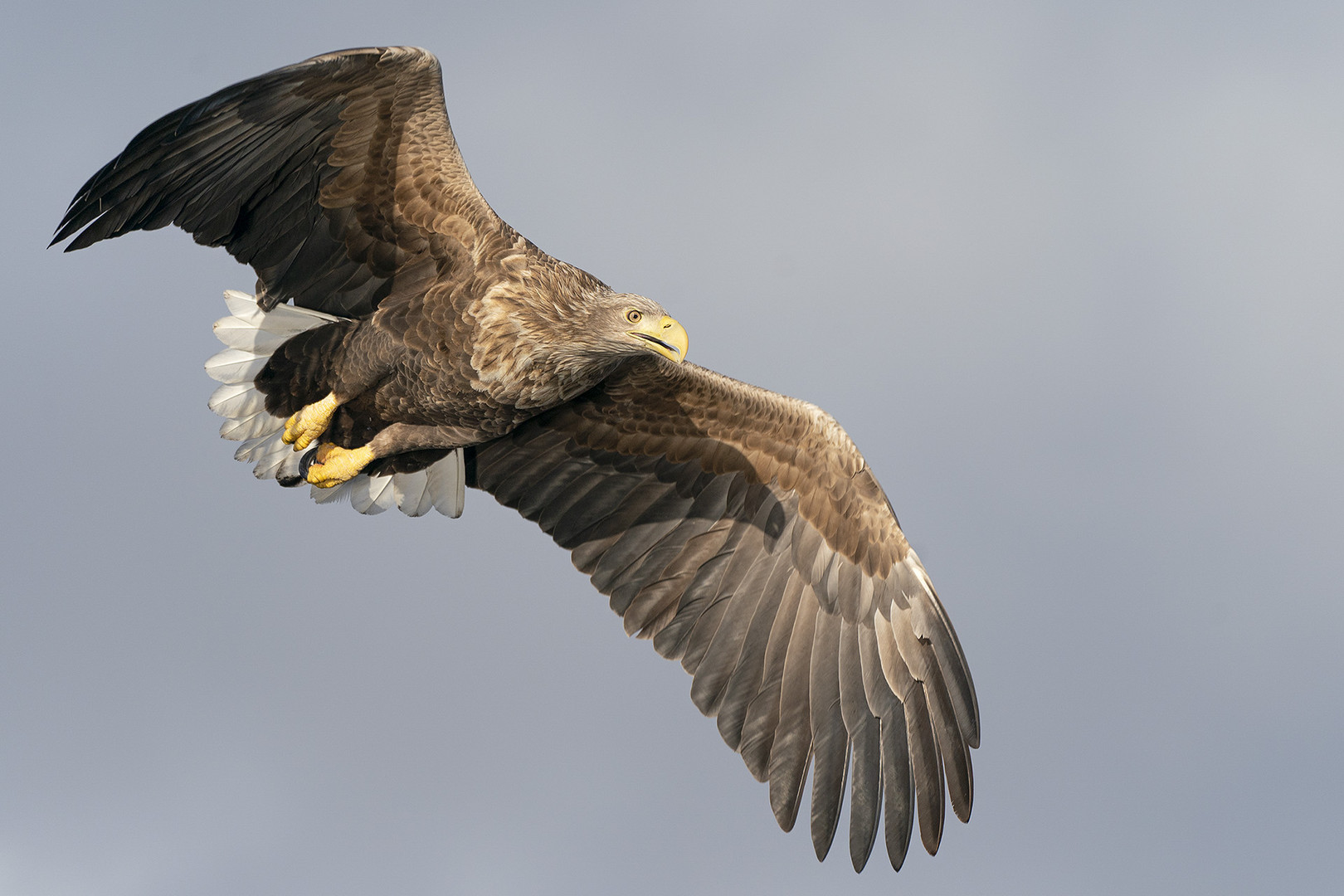 Seeadler