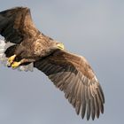 Seeadler