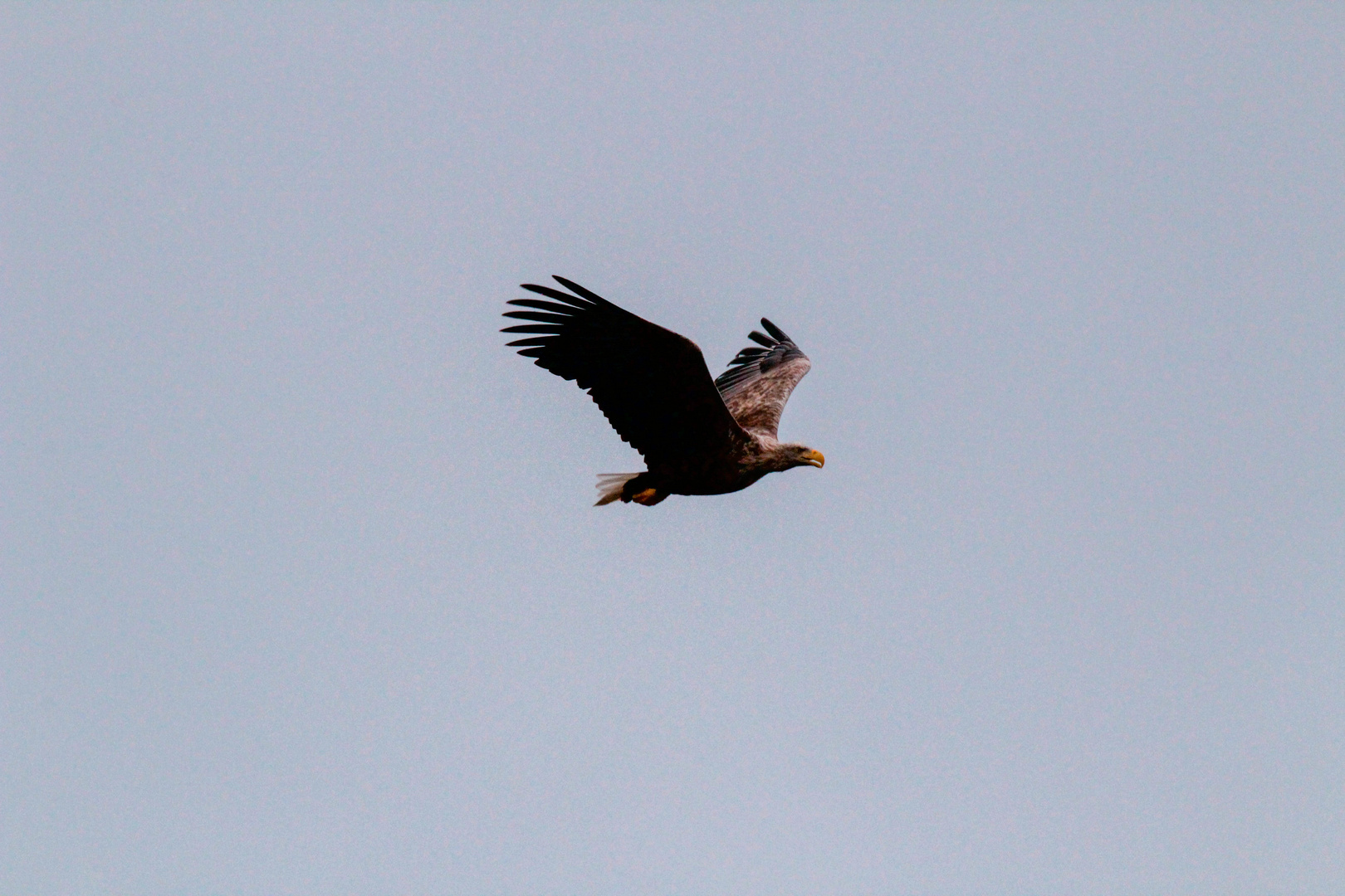 Seeadler