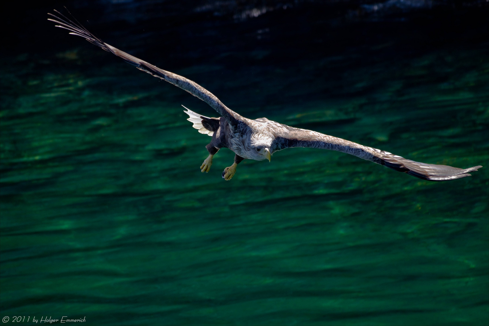 Seeadler