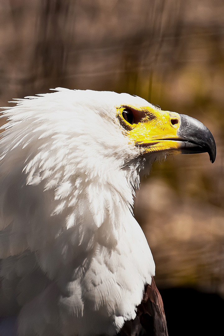 Seeadler