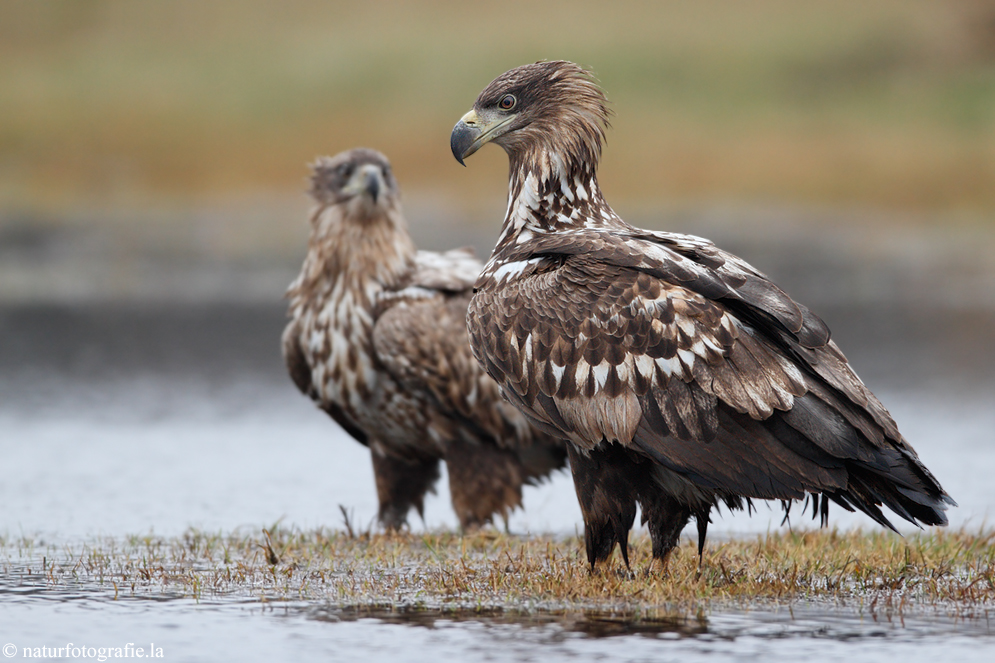 ~Seeadler~