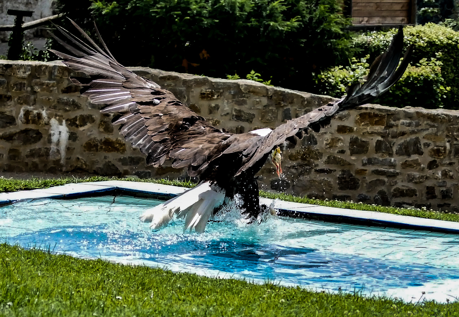 Seeadler 