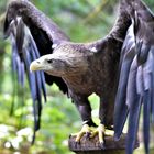 Seeadler