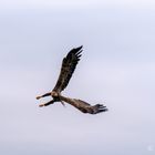 Seeadler