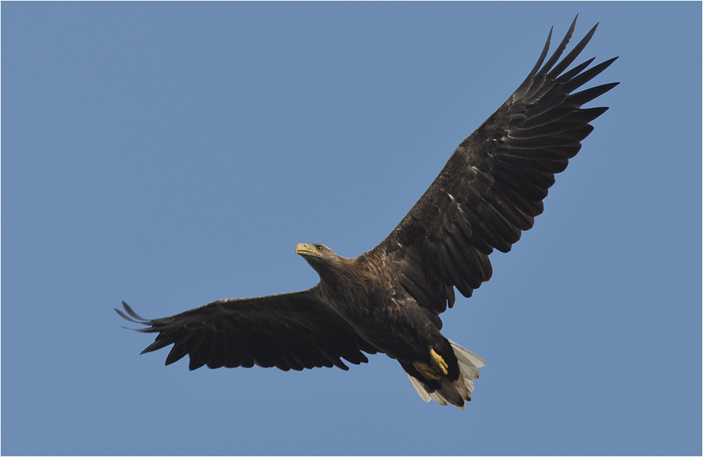 Seeadler