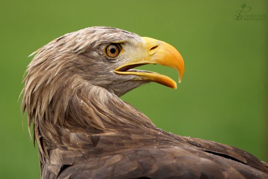 Seeadler