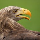 Seeadler