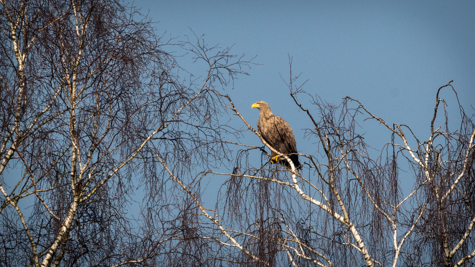 Seeadler