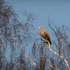 Seeadler