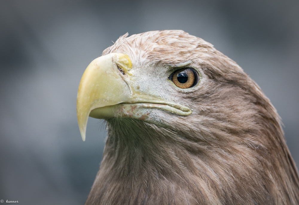 Seeadler