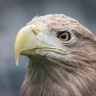 Seeadler