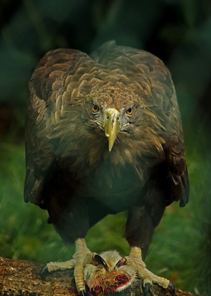 Seeadler