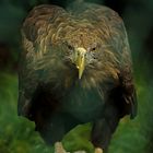 Seeadler