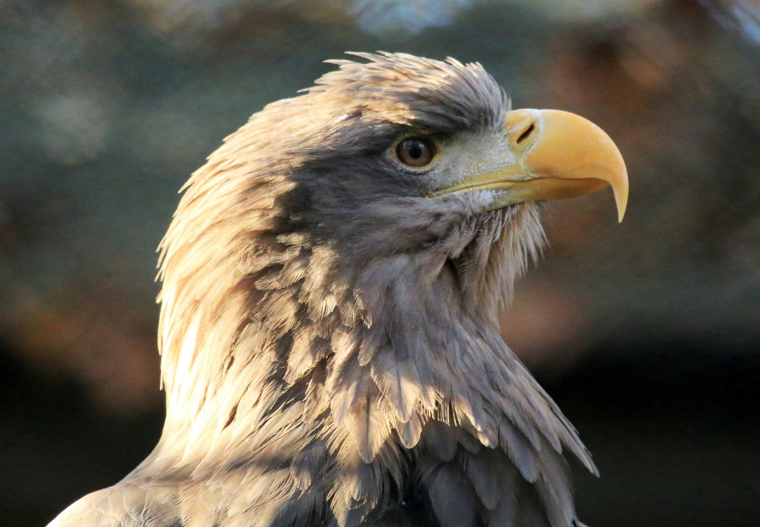 Seeadler