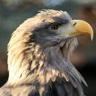 Seeadler