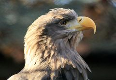 Seeadler