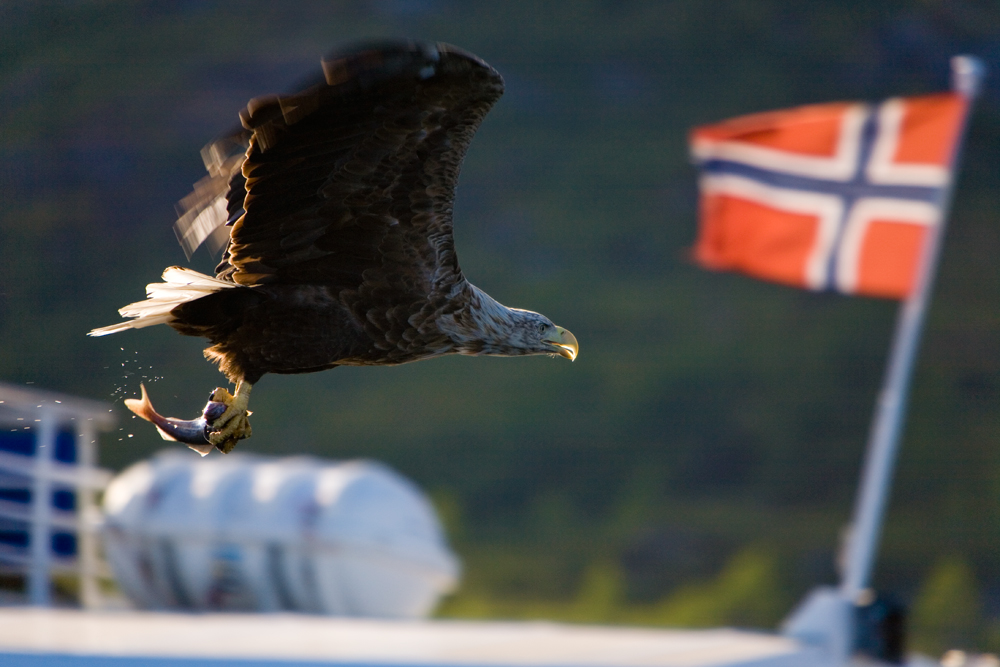 Seeadler