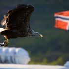 Seeadler