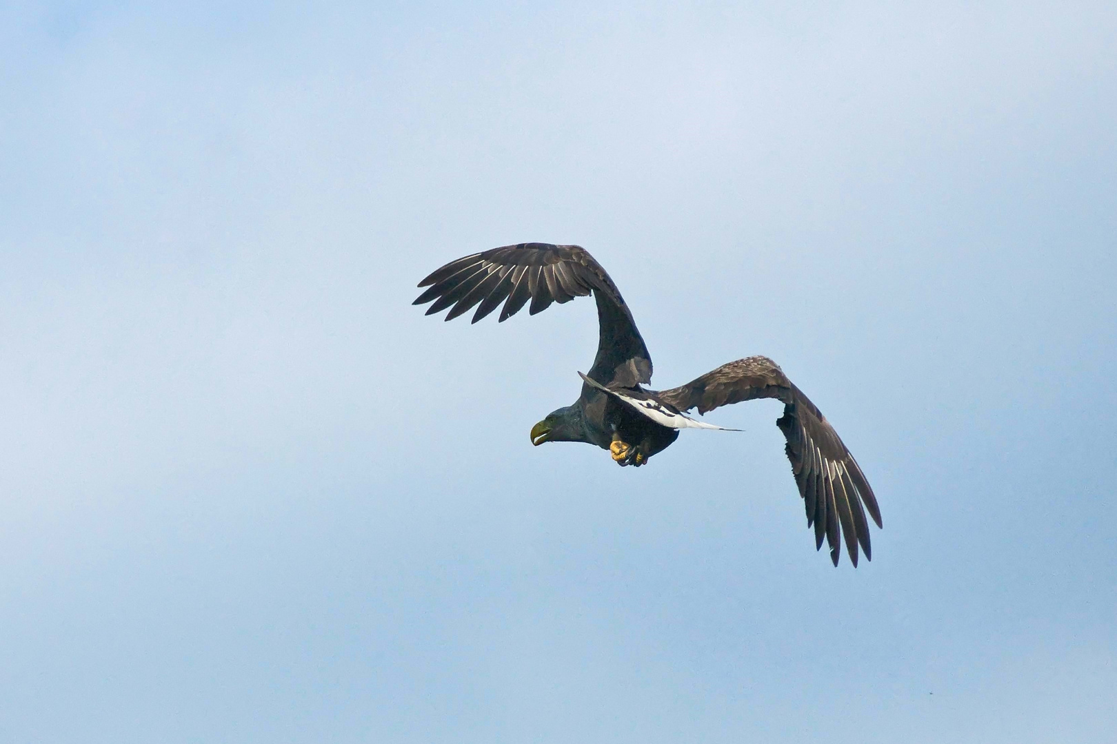 Seeadler