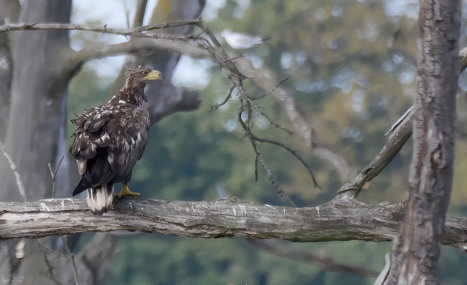 * Seeadler *