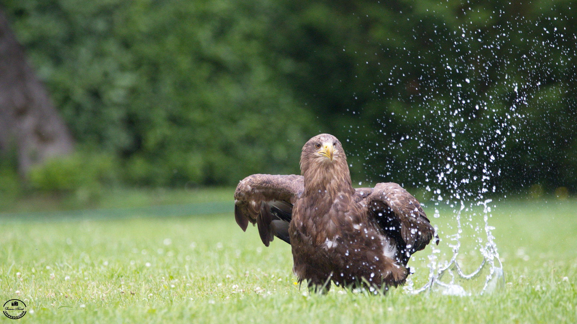 Seeadler