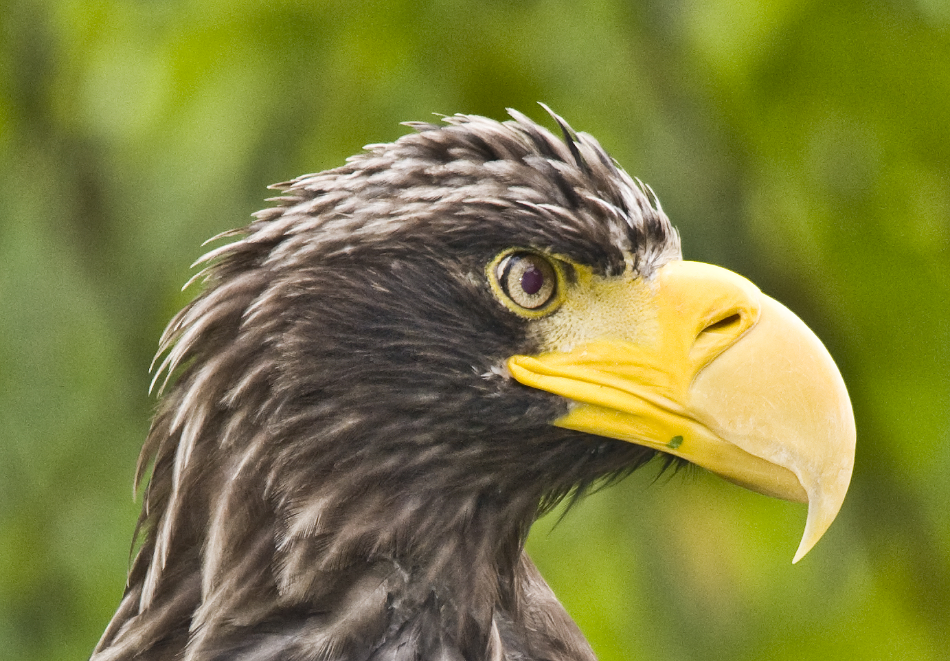 Seeadler