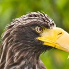 Seeadler