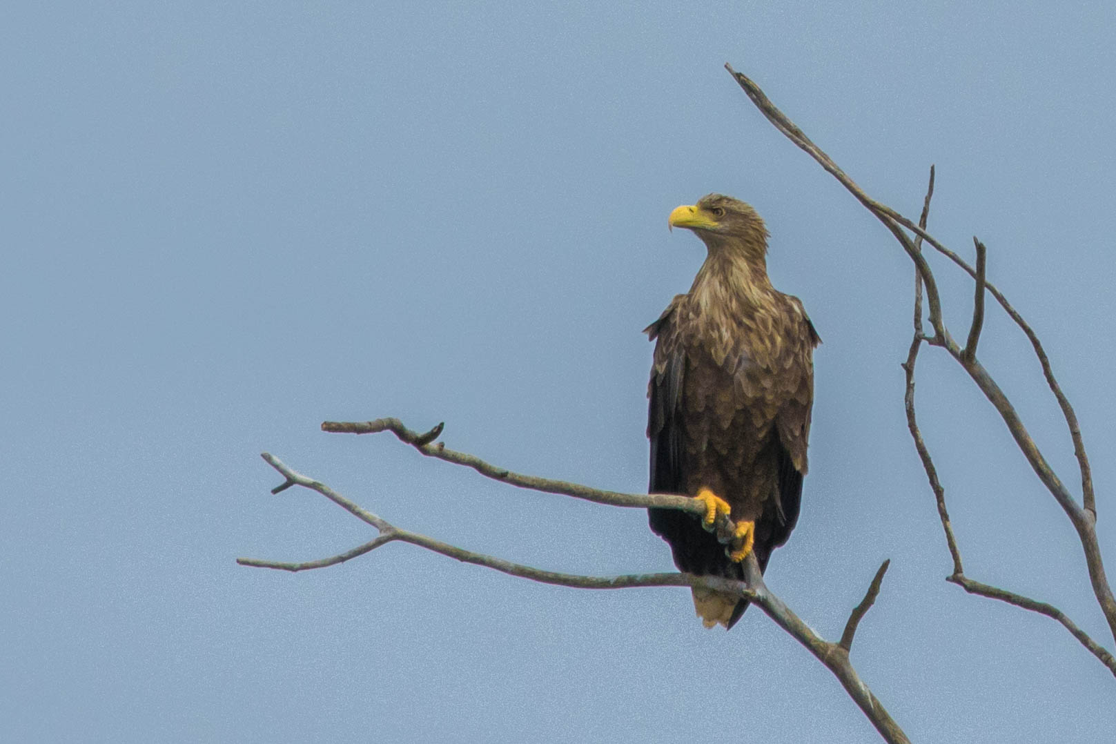 Seeadler