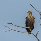 Seeadler