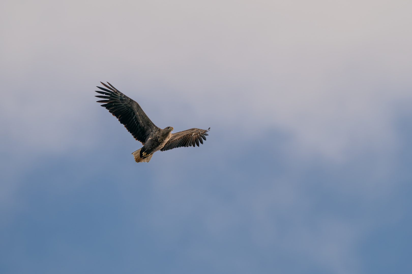 Seeadler