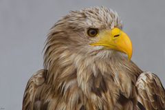 Seeadler