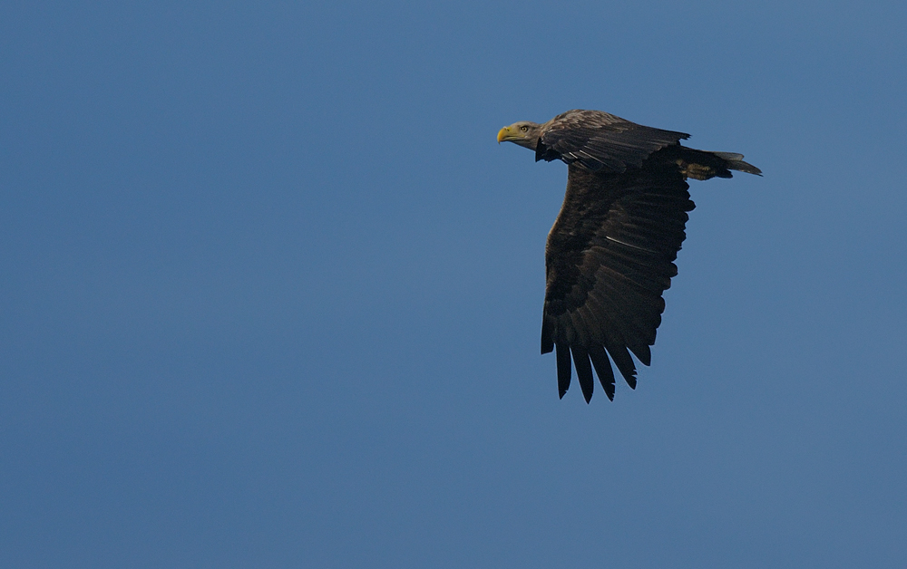 Seeadler